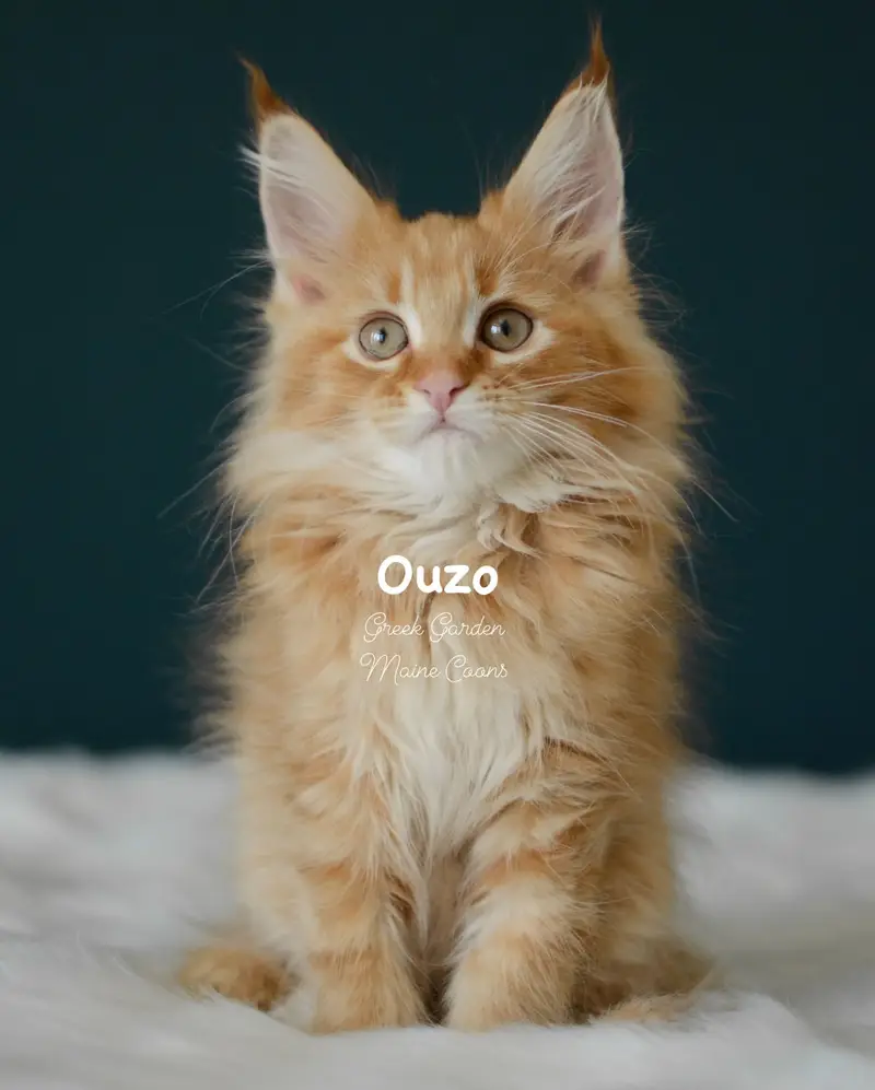 Kittens 62 Greek Garden Ouzo 10 Weeks Red Mackerel Tabby Boy
