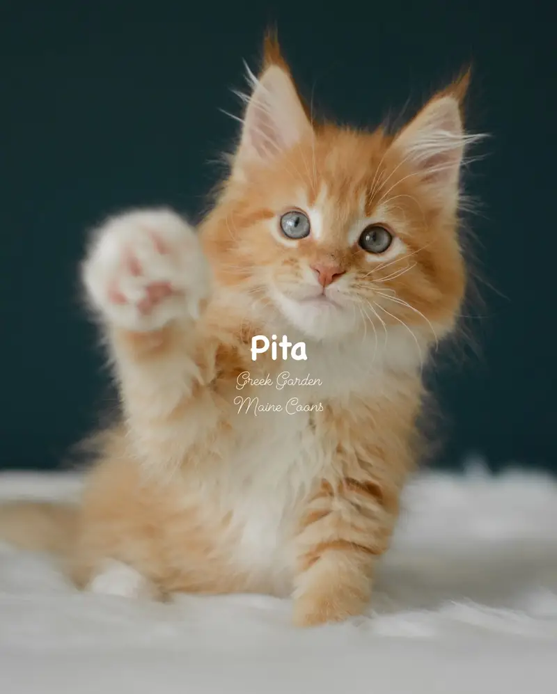 Kittens 72 Greek Garden Pita 10 Weeks Red Mackerel Tabby Bicolor Boy