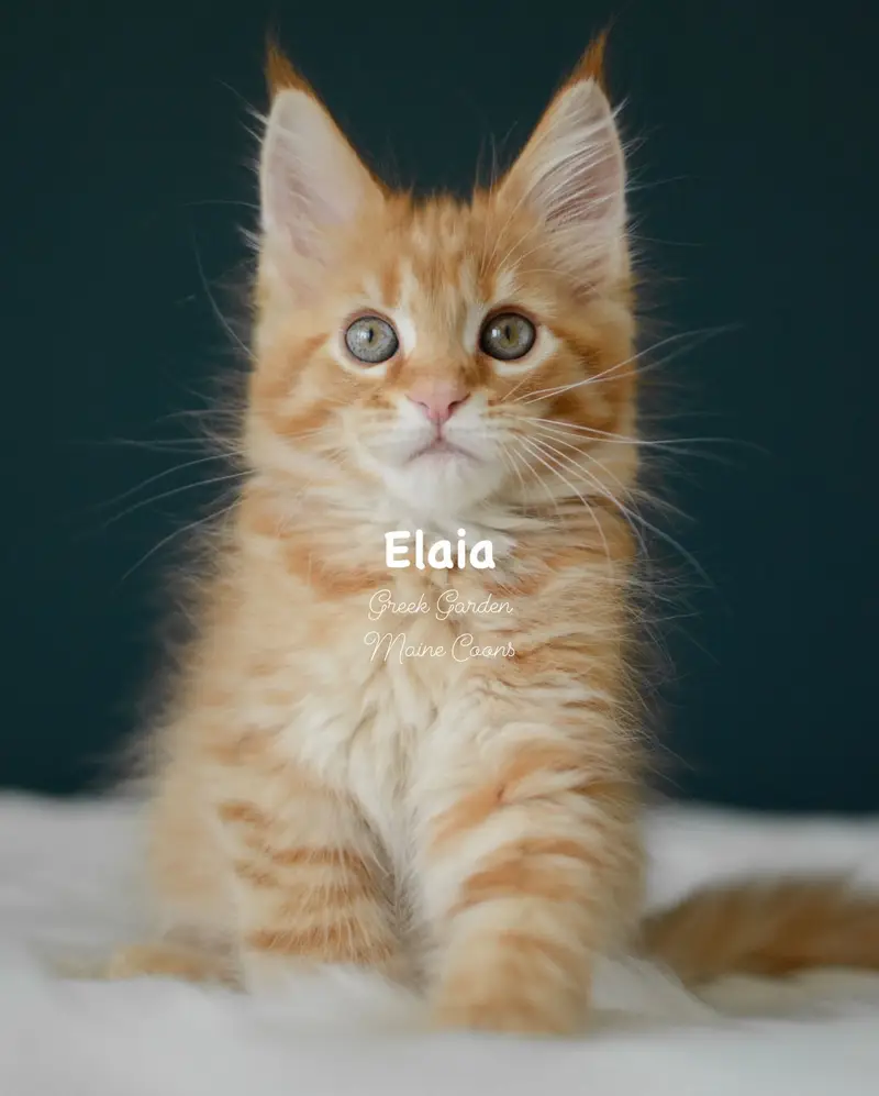 Kittens 34 Greek Garden Elaia 10 Weeks Red Spotted Tabby Polydactyl Girl