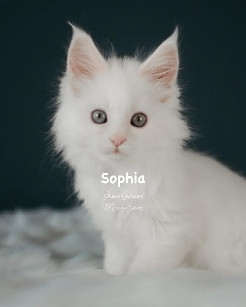 Kitten Application 4 Greek Garden Sophia 9 Weeks