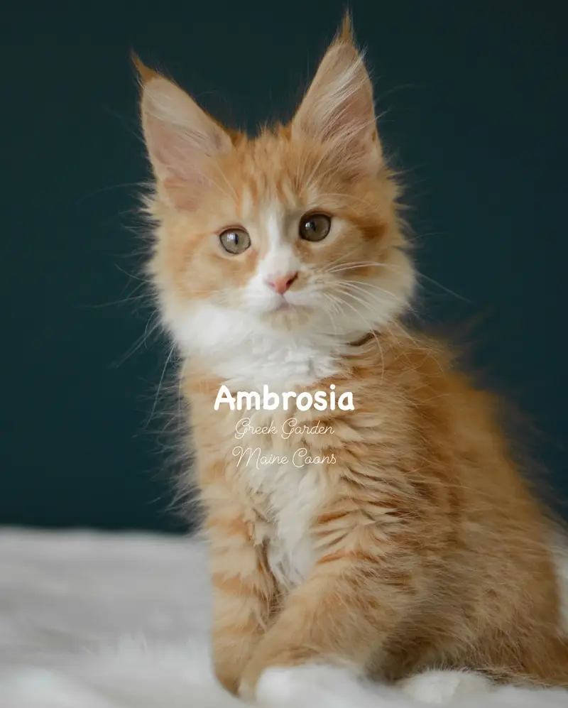Kittens 29 Greek Garden Ambrosia 10 Weeks Red Solid Bicolor Polydactyl Girl