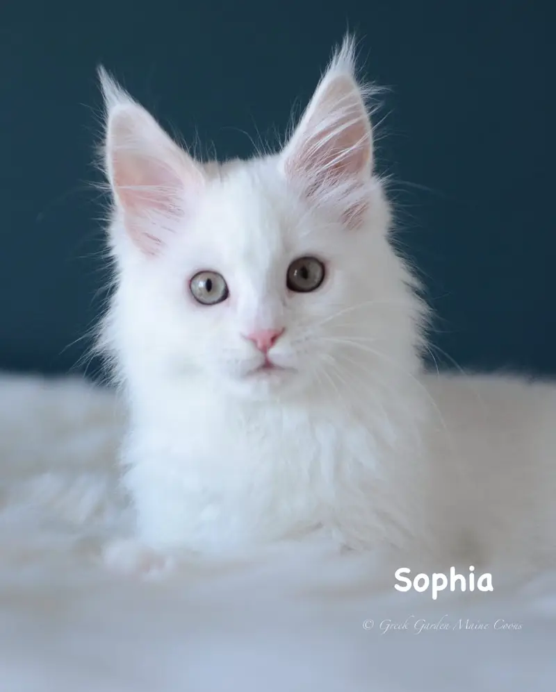 Kitten Application 1 Greek Garden Sophia 12 Weeks