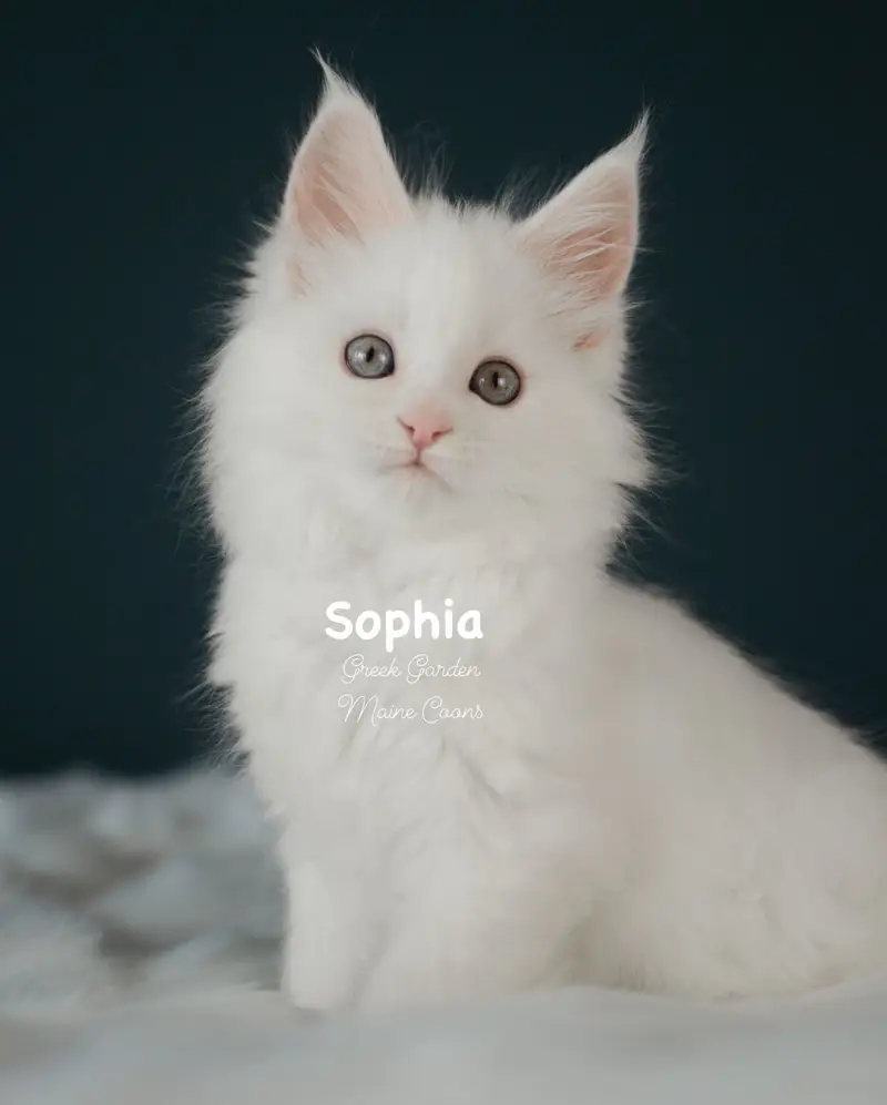 Kitten Application 5 Greek Garden Sophia 9 Weeks