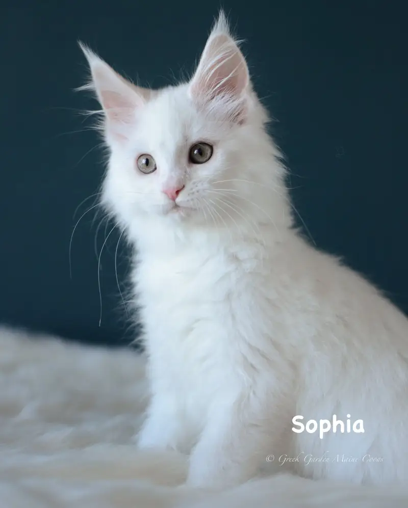 Kitten Application 2 Greek Garden Sophia 12 Weeks