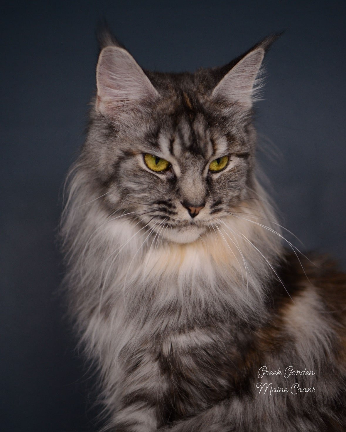 Greek Garden Selene, Black Silver Classic Torbie Maine Coon Queen