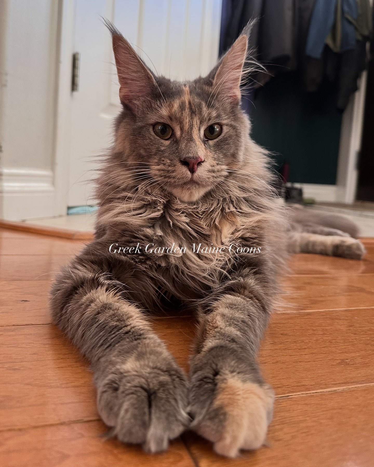 Gaia 2 Queen Gaia Greek Garden Maine Coons