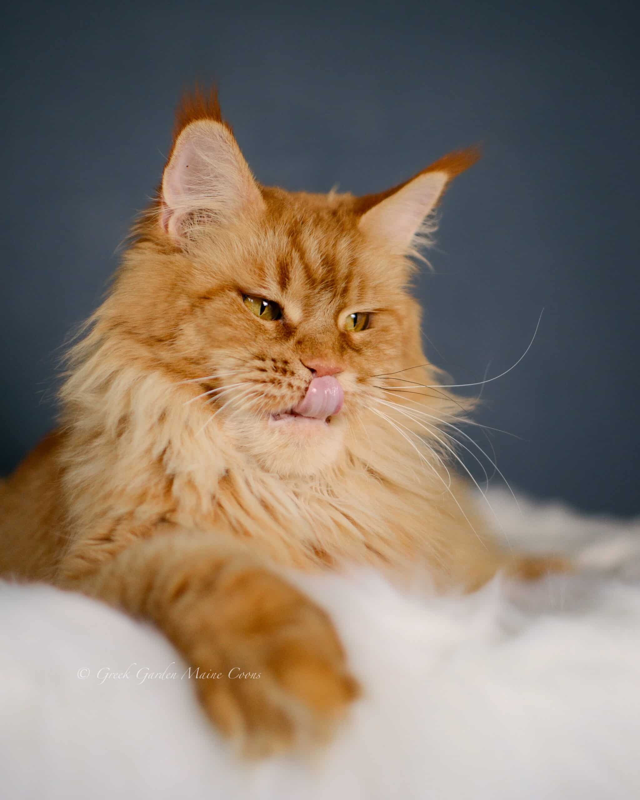 Calliope 6 Queen Calliope, 3.5 years old, Greek Garden Maine Coon Queen