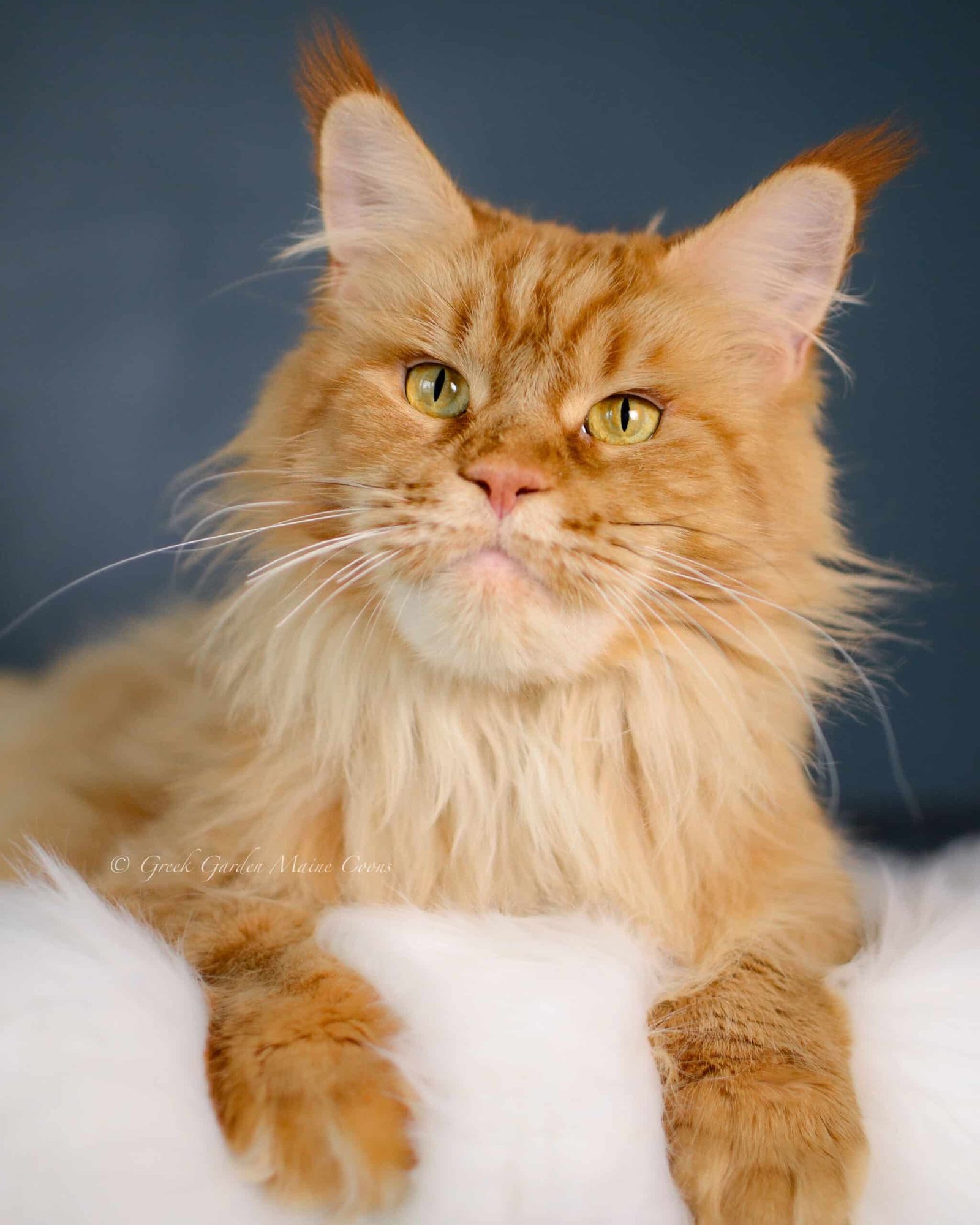 Queen Calliope, 3.5 years old, Greek Garden Maine Coon Queen