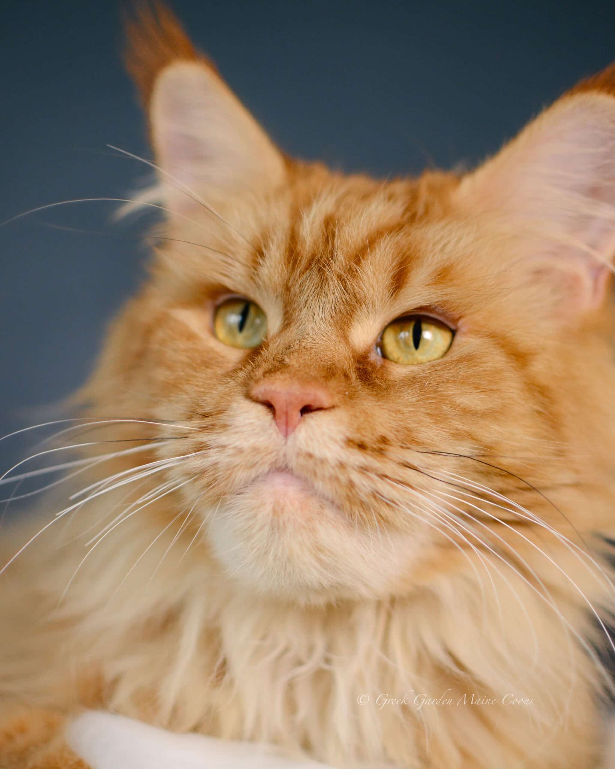 Calliope 2 Queen Calliope, 3.5 years old, Greek Garden Maine Coon Queen