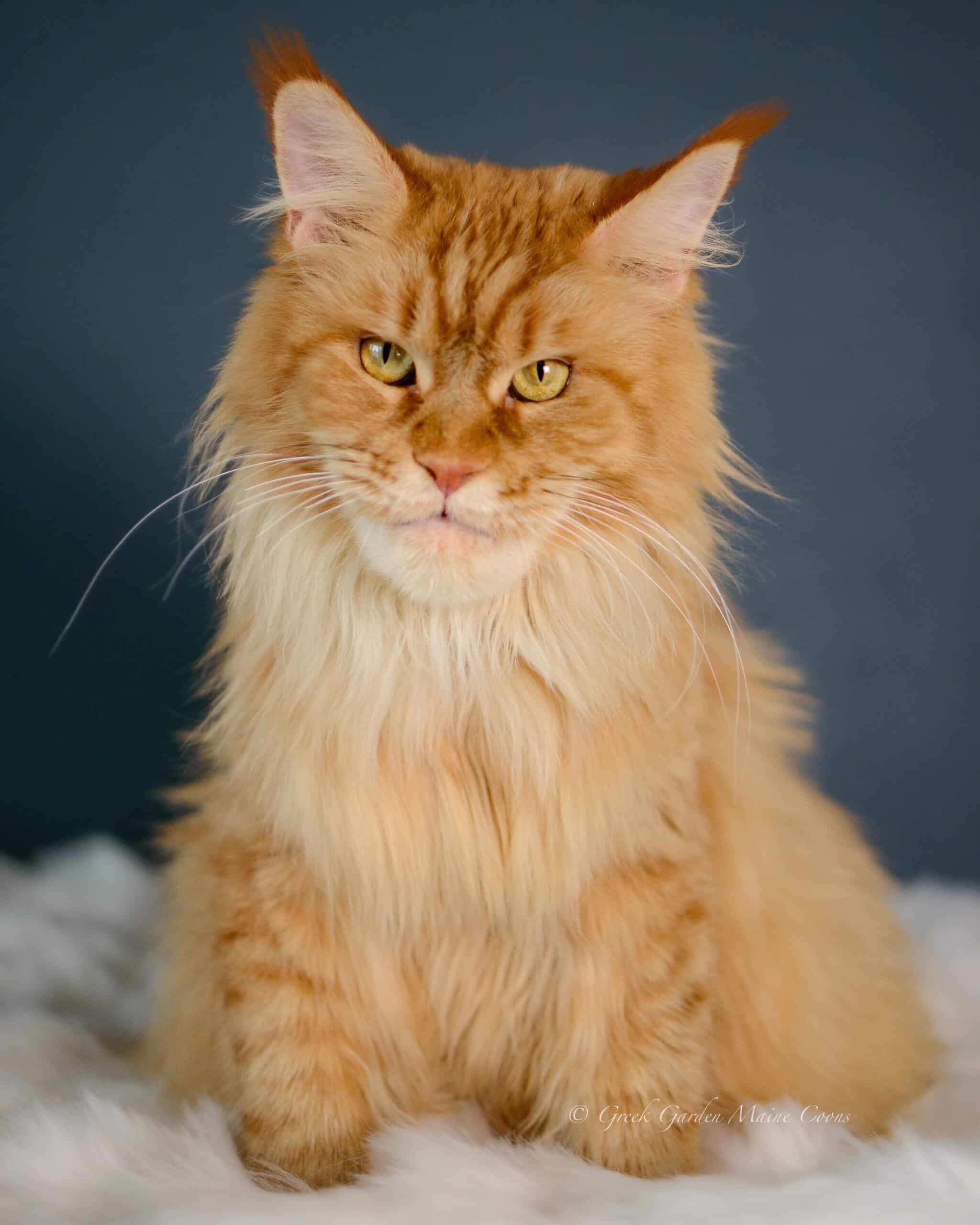 Calliope 3 Queen Calliope, 3.5 years old, Greek Garden Maine Coon Queen
