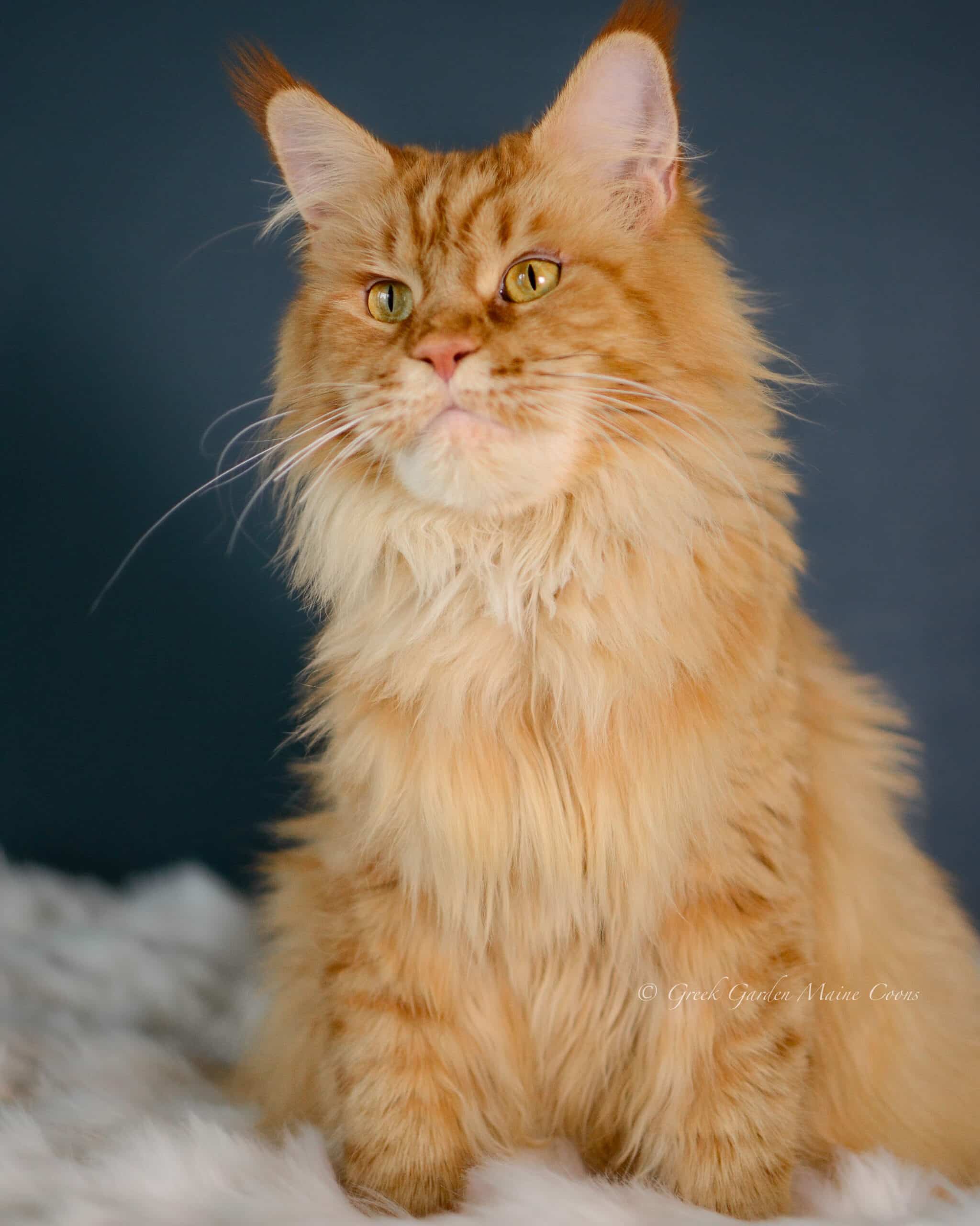Calliope 4 Queen Calliope, 3.5 years old, Greek Garden Maine Coon Queen