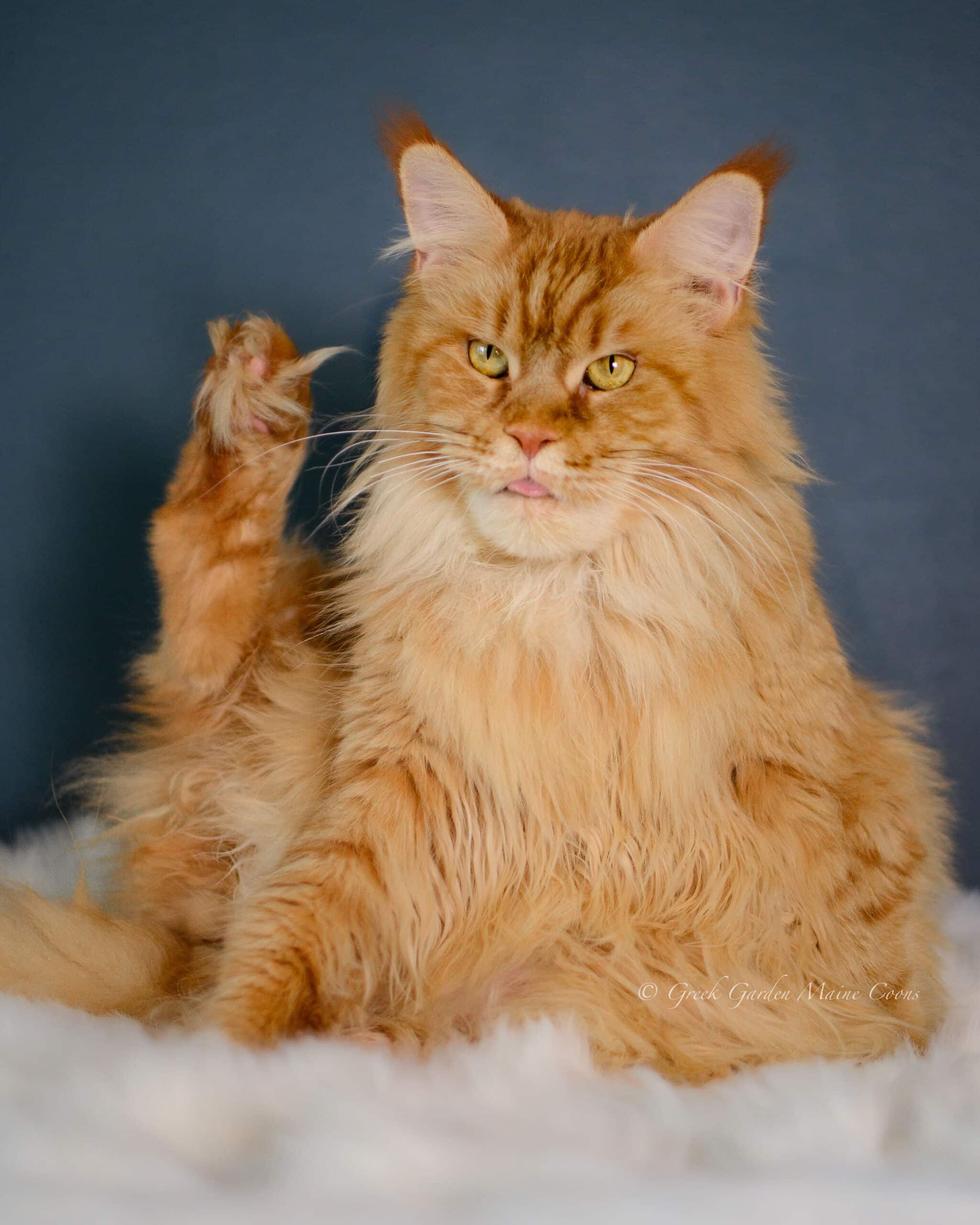 Calliope 5 Queen Calliope, 3.5 years old, Greek Garden Maine Coon Queen