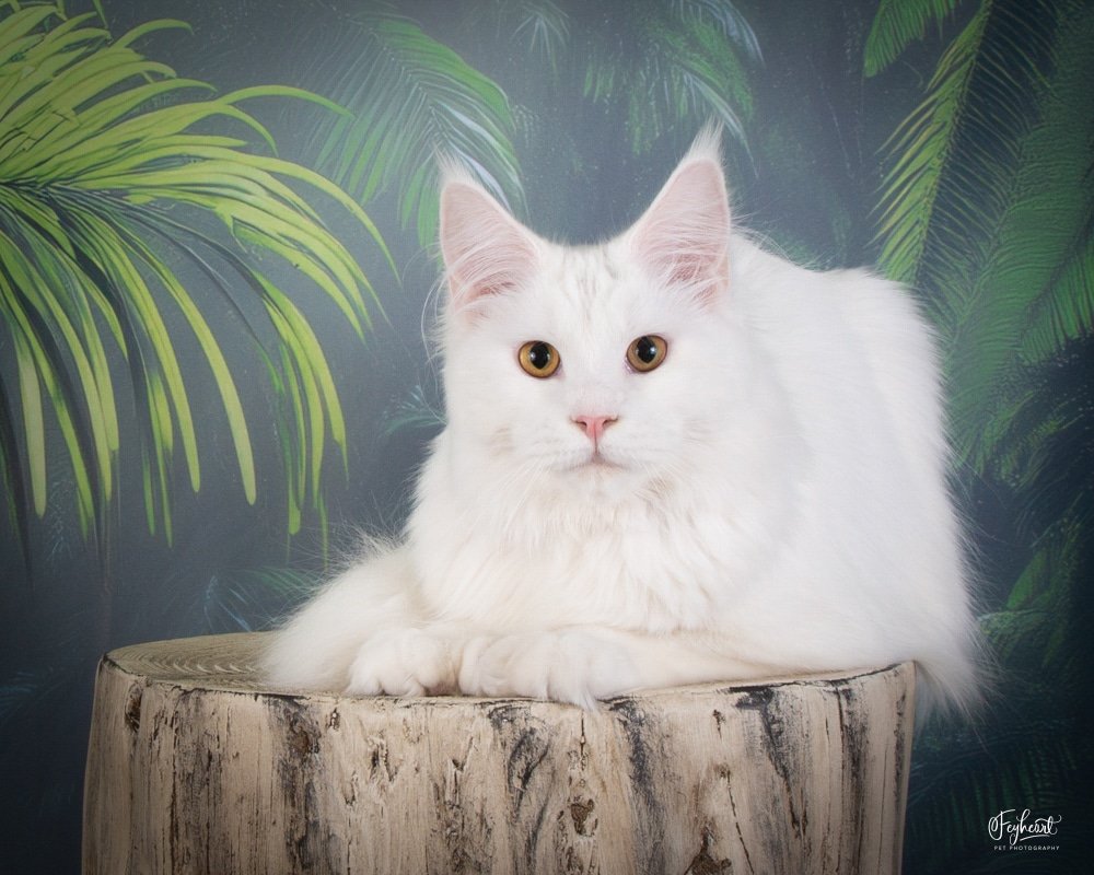 Queen Kyra, Greek Garden Maine Coons White Polydactyl Queen