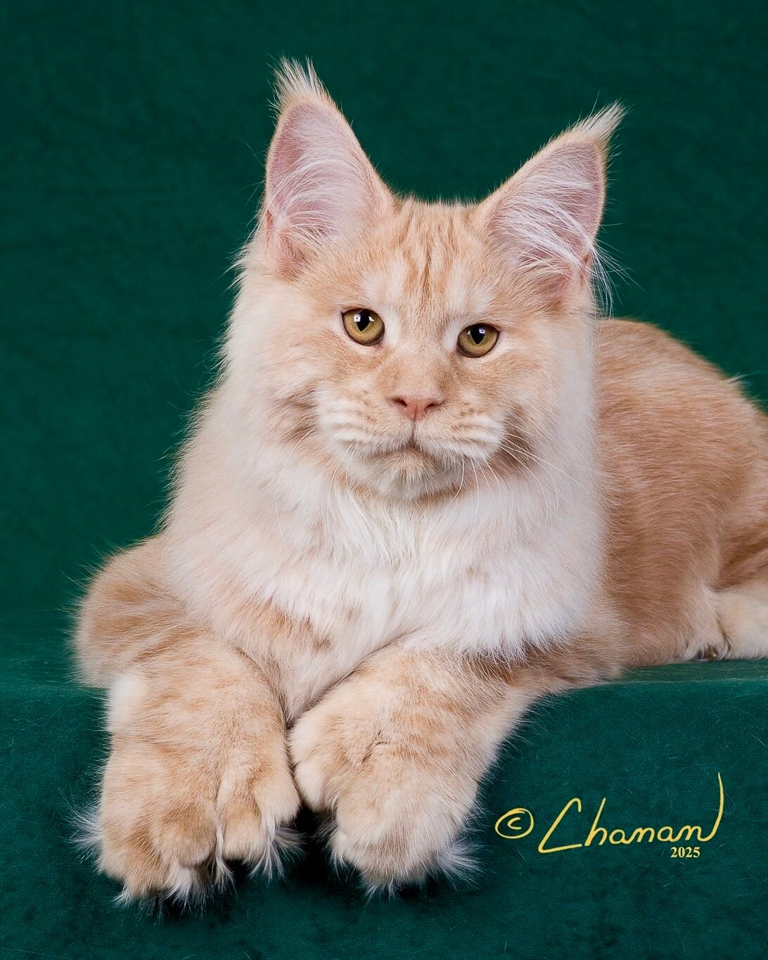 King Kronos, Greek Garden Maine Coons King