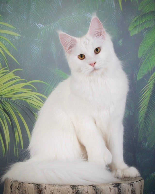 Queen Kyra, Greek Garden Maine Coons White Polydactyl Queen