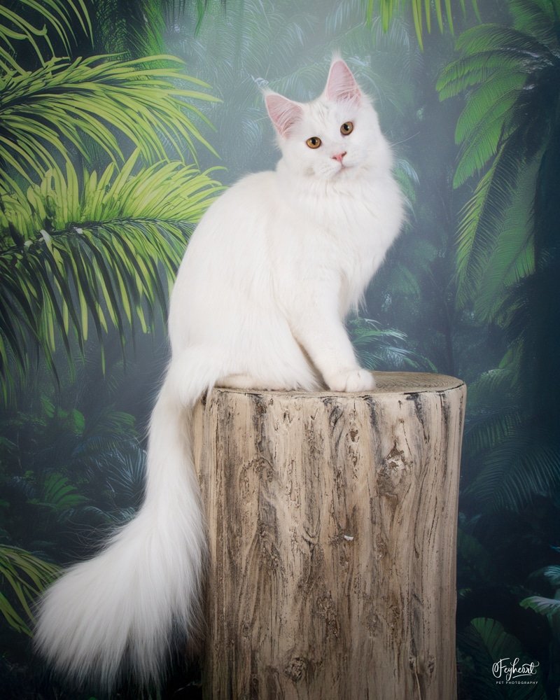 Queen Kyra, Greek Garden Maine Coons White Polydactyl Queen