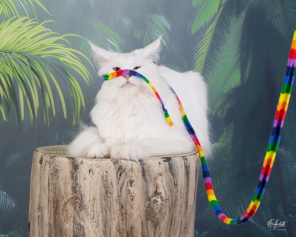 Queen Kyra, Greek Garden Maine Coons White Polydactyl Queen
