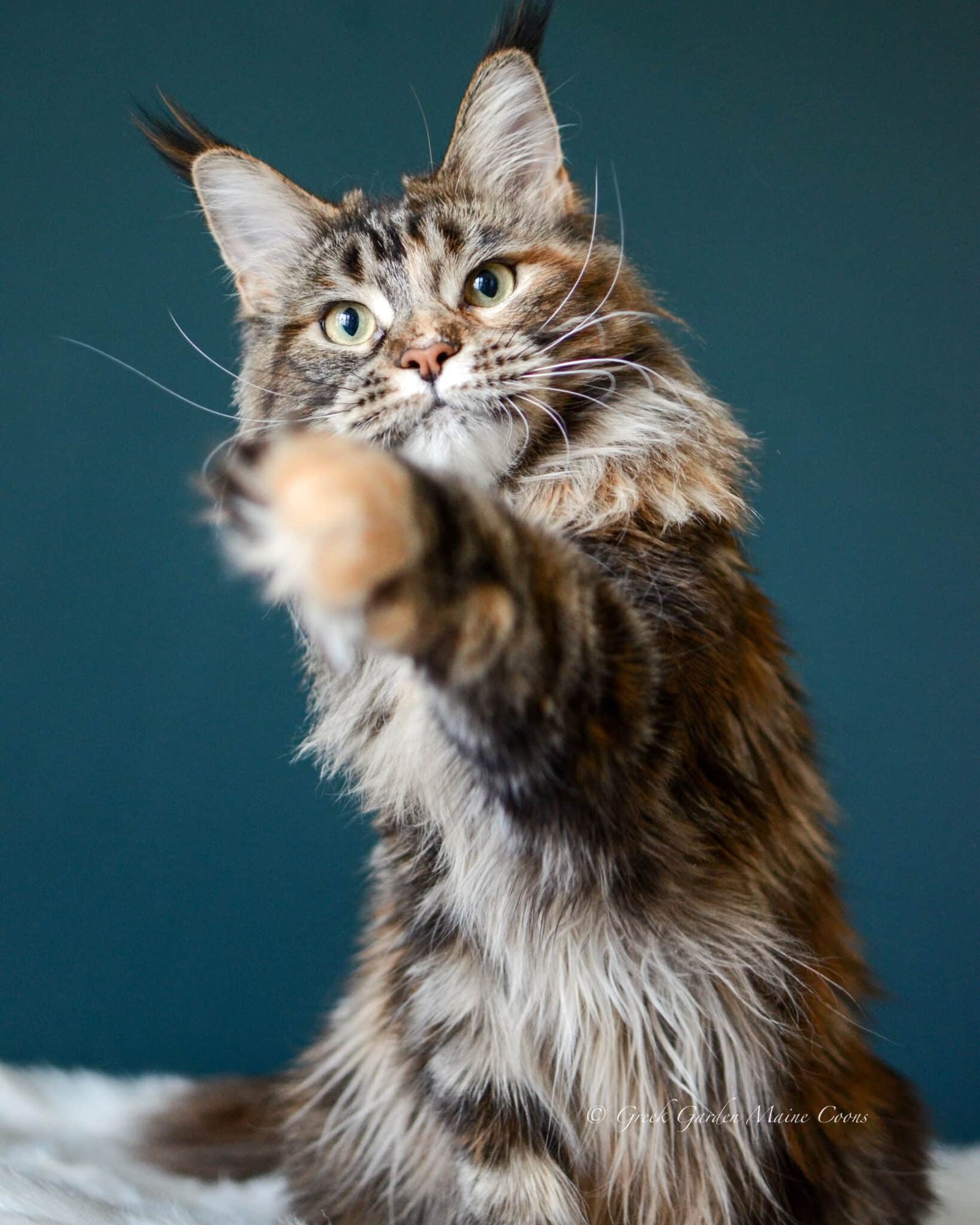 Kitten Application 4 Pandora on June 9th, 2026, 1 year old