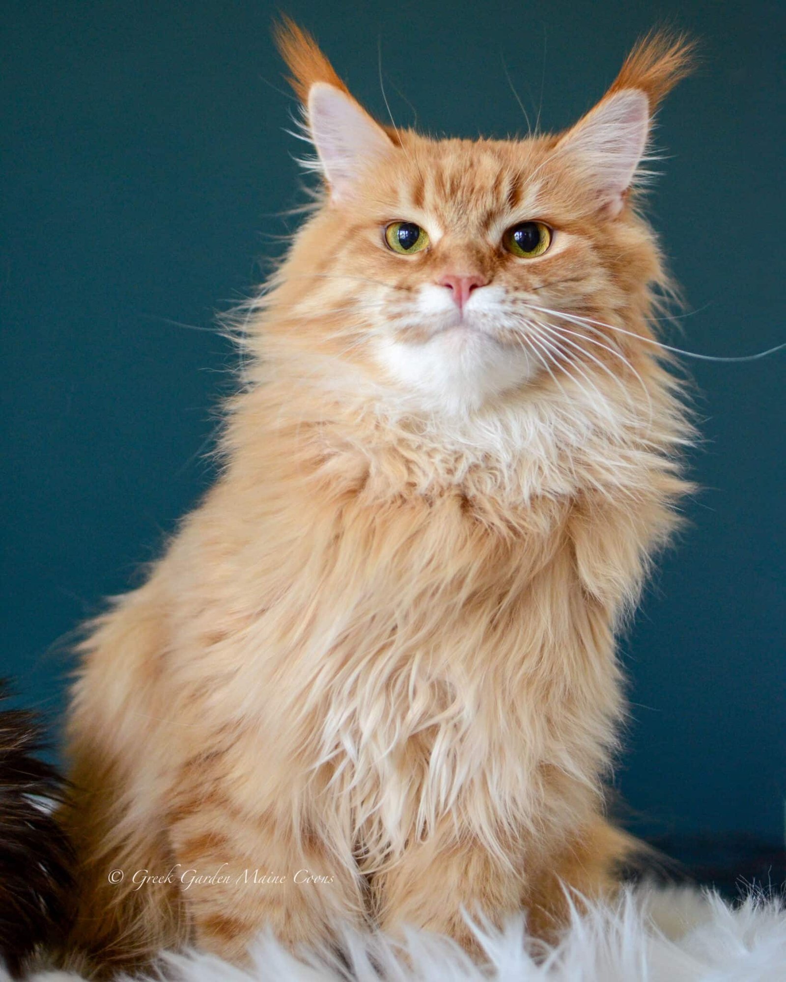 Kitten Application 6 Eris on June 9th, 2026, 1.5 Years Old