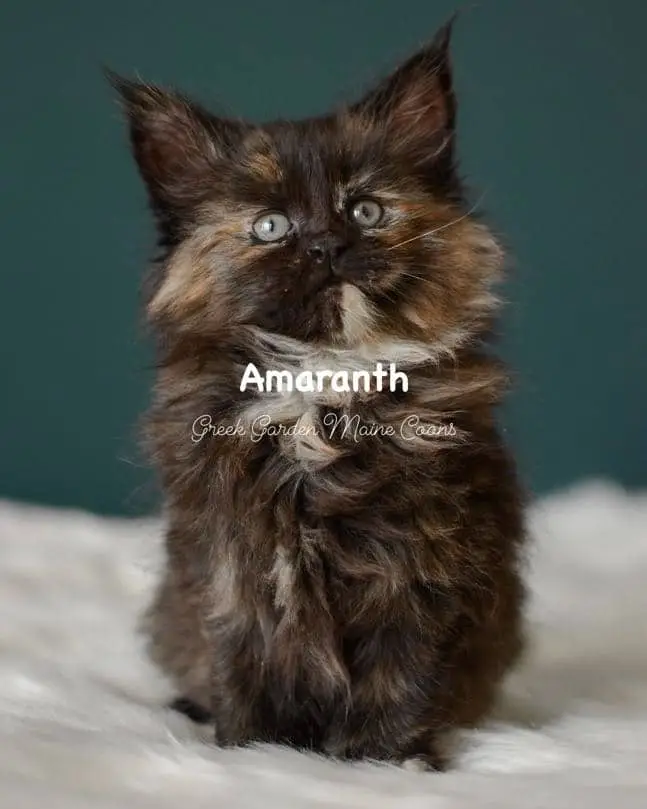 Kittens 3 Greek Garden Amaranth 7 Weeks