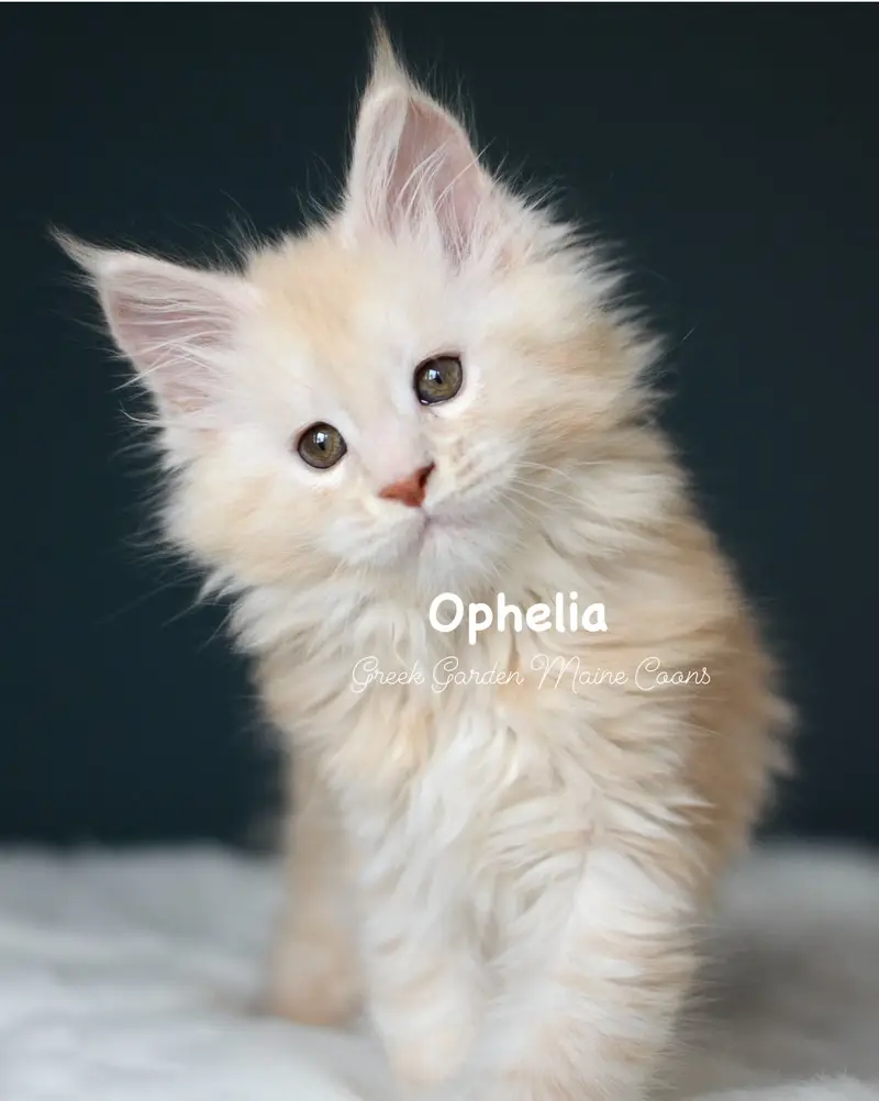 Kittens 32 GreekGarden Ophelia, 8 Weeks Old