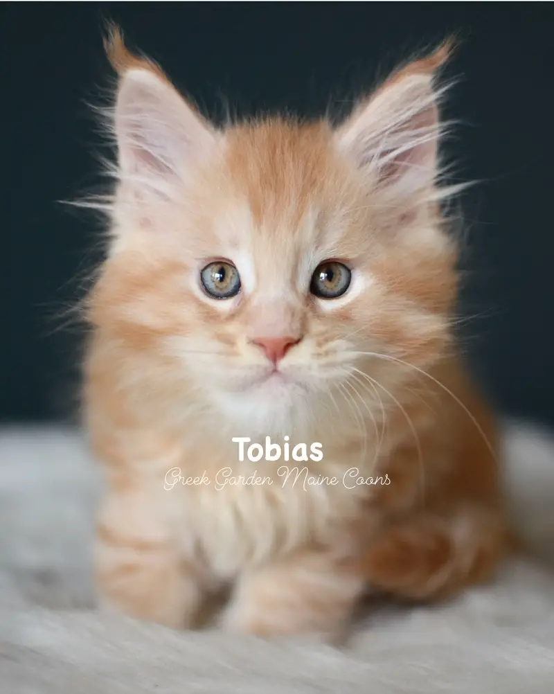 Kittens 25 GreekGarden Tobias, 8 Weeks Old