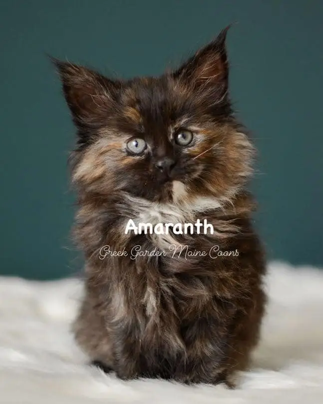 Kittens 1 Greek Garden Amaranth 7 Weeks