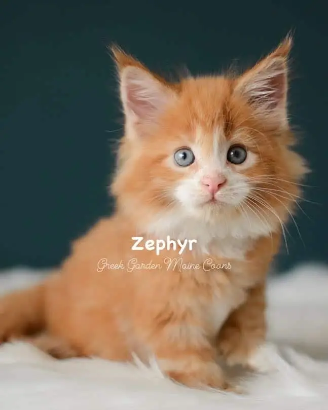 Kittens 22 Greek Garden Zephyr 7 Weeks