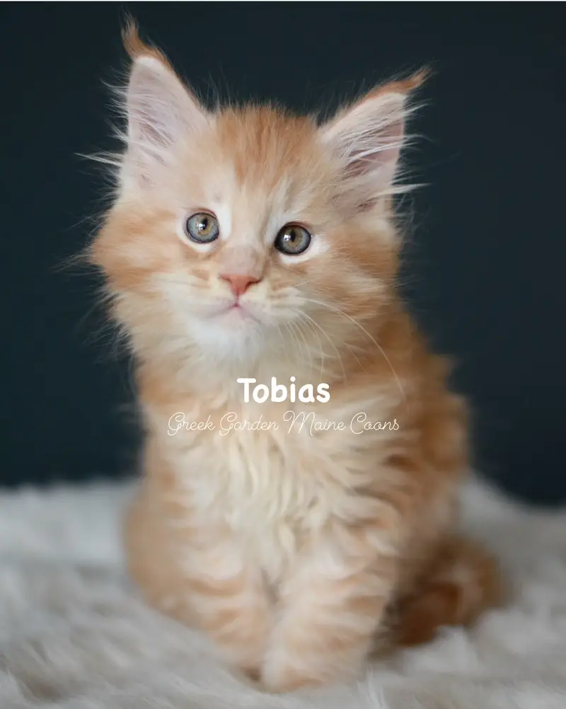 Kittens 24 GreekGarden Tobias, 8 Weeks Old