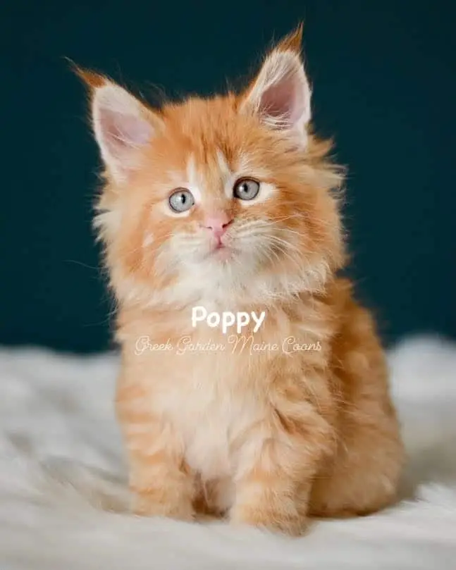 Kittens 15 Greek Garden Poppy 7 Weeks