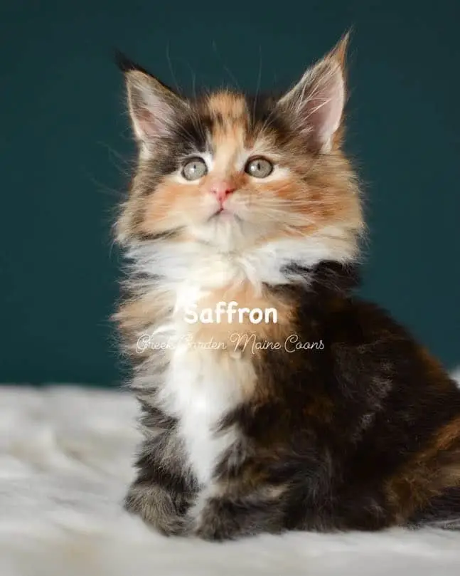 Kittens 19 Greek Garden Saffron 7 Weeks