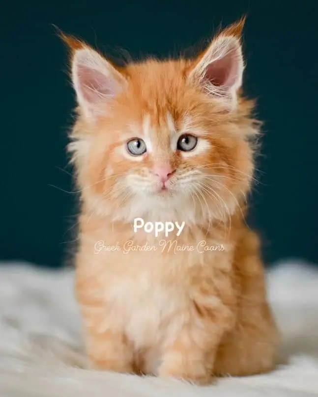 Kittens 14 Greek Garden Poppy 7 Weeks