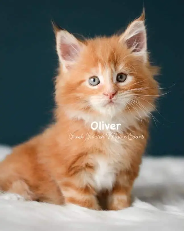 Kittens 9 Greek Garden Oliver 7 Weeks