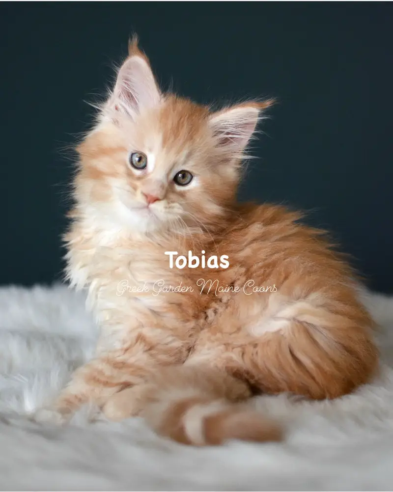 Kittens 26 GreekGarden Tobias, 8 Weeks Old