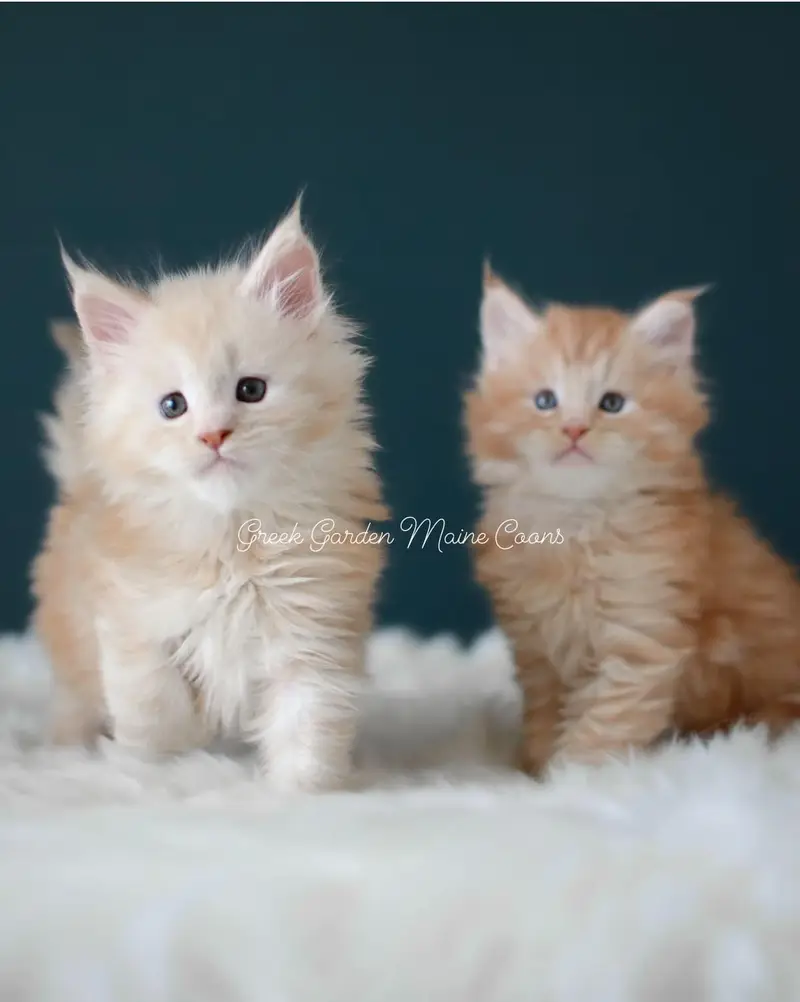 Kittens 28 GreekGarden Ophelia and Tobias, 6 Weeks Old
