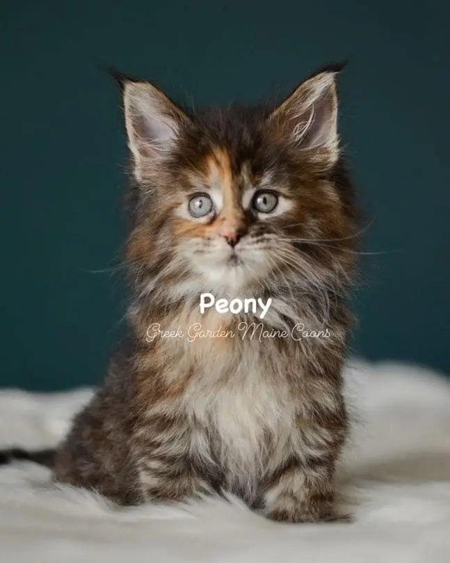 Kittens 13 Greek Garden Peony 7 Weeks