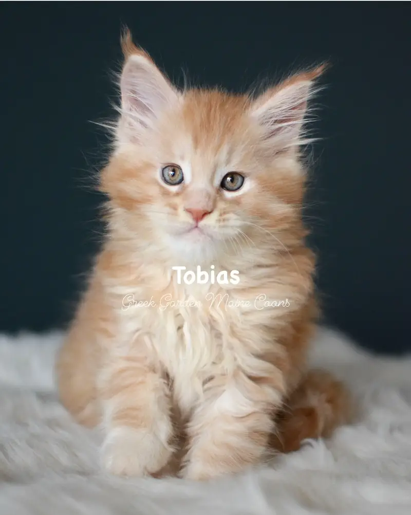 Kittens 23 GreekGarden Tobias, 8 Weeks Old