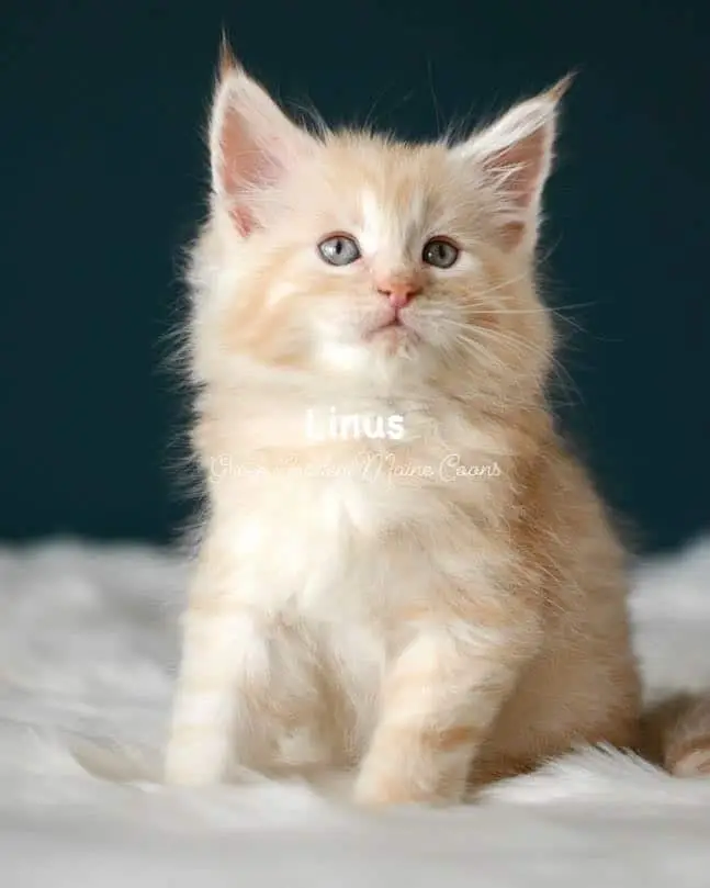 Kittens 5 Greek Garden Linus 7 Weeks