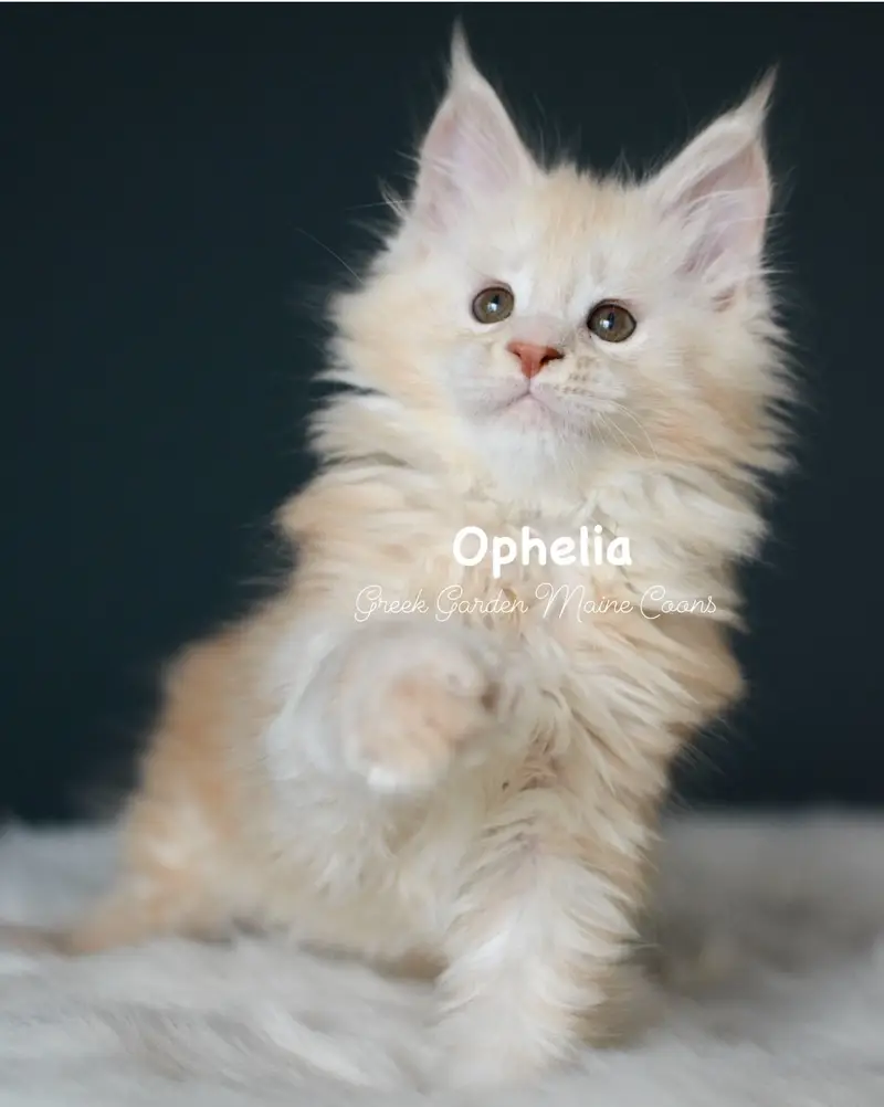 Kittens 33 GreekGarden Ophelia, 8 Weeks Old