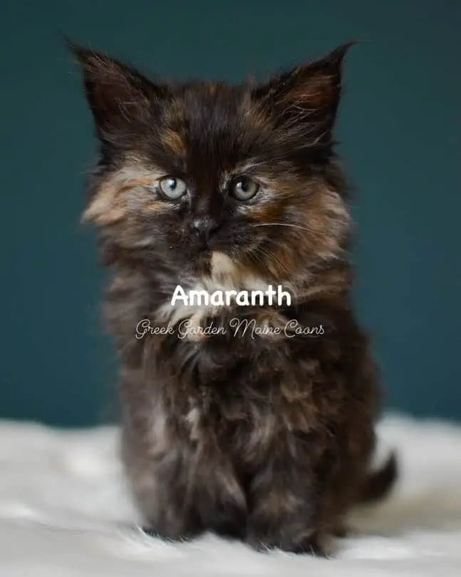 Kittens 2 Greek Garden Amaranth 7 Weeks