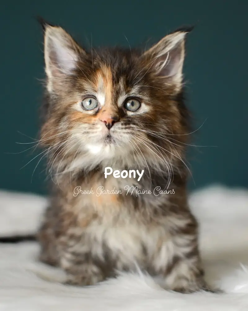 Kittens 12 Greek Garden Peony 7 Weeks