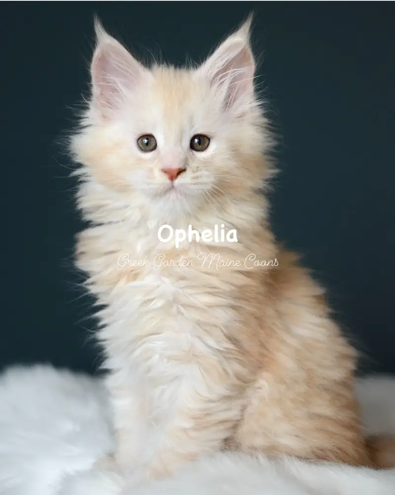 Kittens 35 GreekGarden Ophelia, 8 Weeks Old