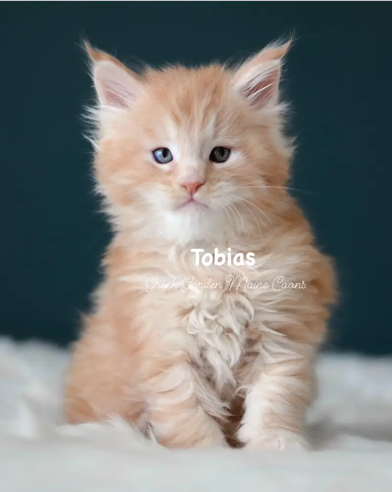 Kittens 30 GreekGarden Tobias, 6 Weeks Old