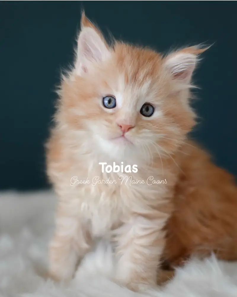Kittens 29 GreekGarden Tobias, 6 Weeks Old