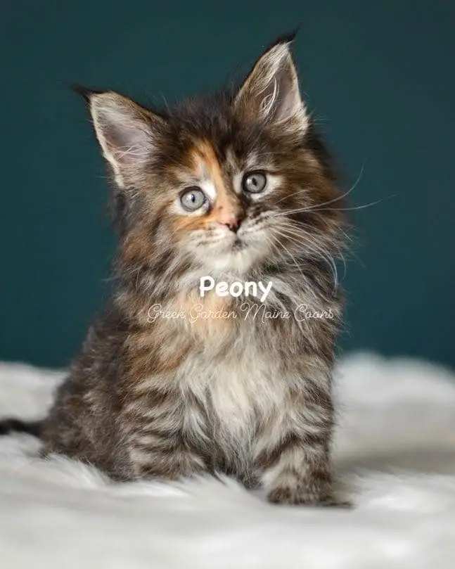 Kittens 10 Greek Garden Peony 7 Weeks