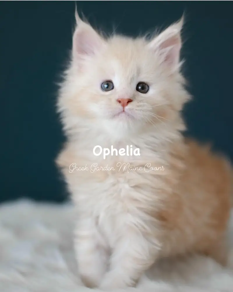Kittens 37 GreekGarden Ophelia, 6 Weeks Old