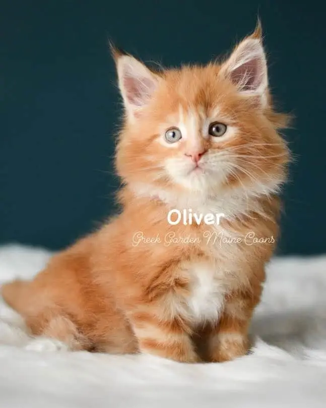Kittens 7 Greek Garden Oliver 7 Weeks