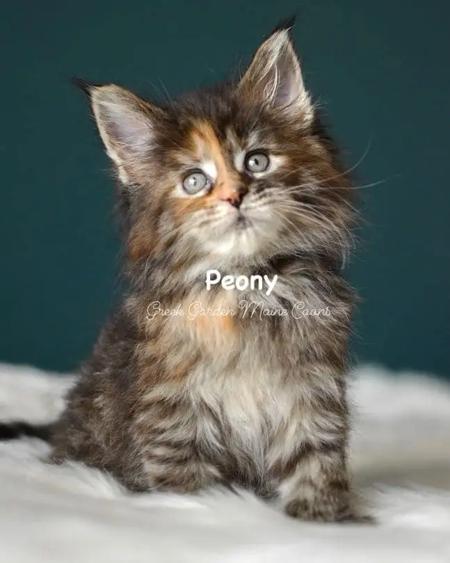 Kittens 11 Greek Garden Peony 7 Weeks