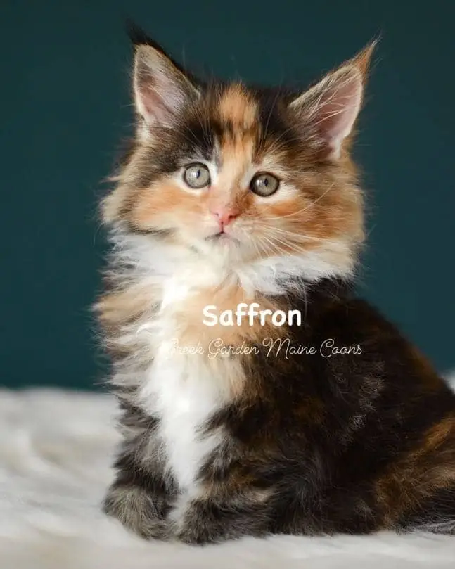 Kittens 17 Greek Garden Saffron 7 Weeks