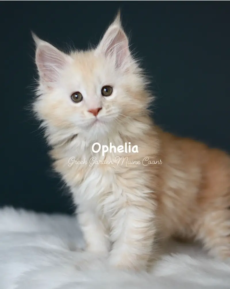 Kittens 34 GreekGarden Ophelia, 8 Weeks Old
